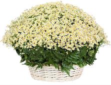 Цветочная композиция из Ромашки в корзине #REPLACE_PRED# Октябрьском Ставропольского края